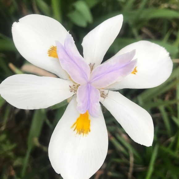 Meet your Posher, Cinda - Picture 1 of 1